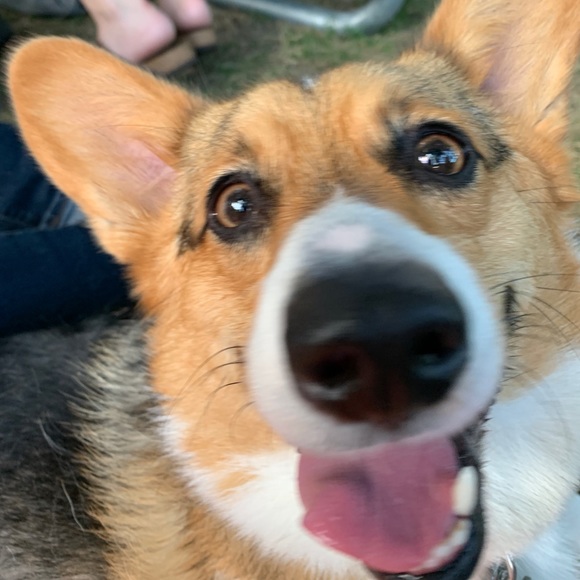 Meet your Posher, Trevor - Picture 1 of 1